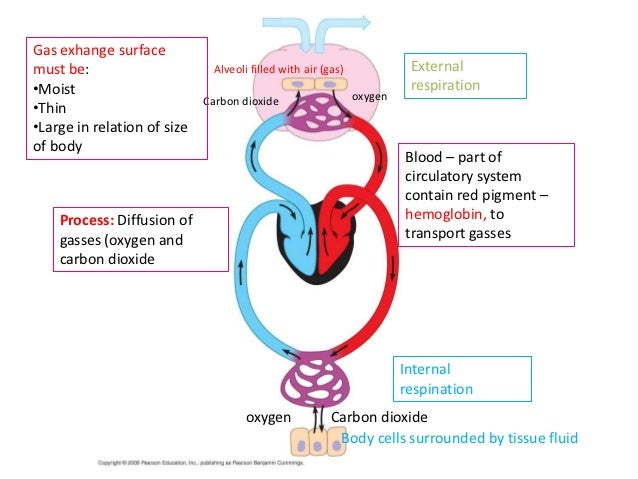 describe the function of the respiratory system gaseous exchange