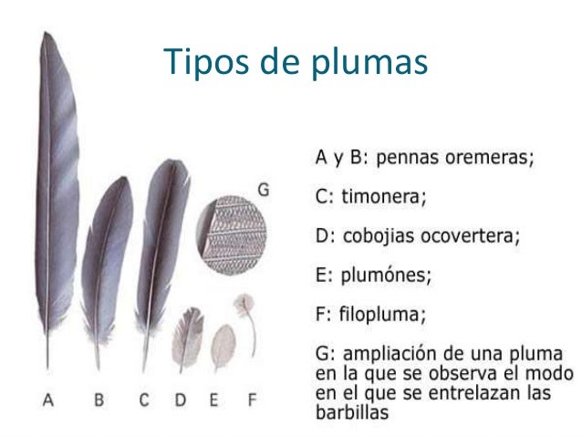 tipos de picos la dieta de las aves incluye una tipos de picos la dieta de las aves incluye una