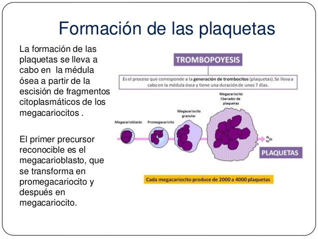 Las plaquetas. Origen, formación y función