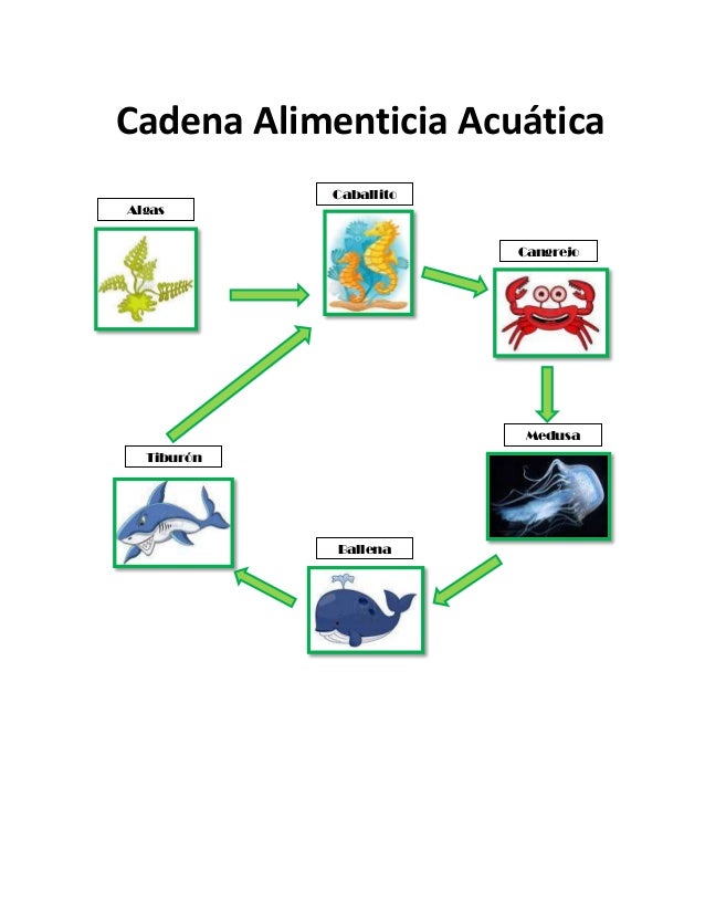 cadena alimenticia rata cadenas alimenticias cadena alimenticia rata cadenas alimenticias