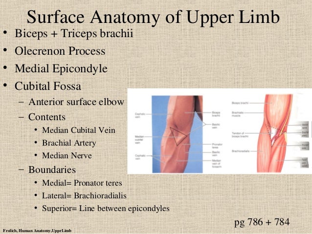 Upper limb ppt