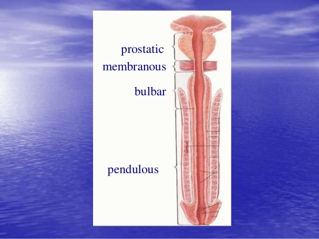 Urethral & bladder injury
