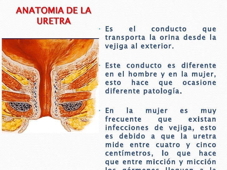 Uretra