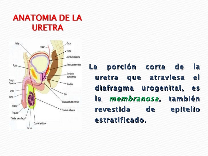 Uretra Uretra