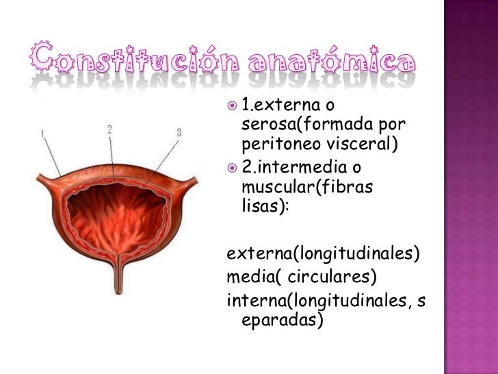 Uretra Uretra