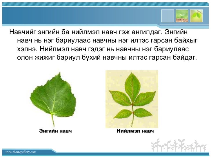 Эрдэнэмандал ахлах сургууль хими - биологийн багш Б. Оюун