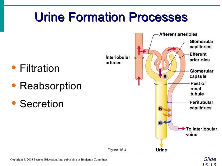 Urinary