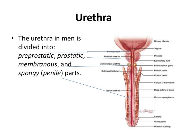 Penis In Urethra 28
