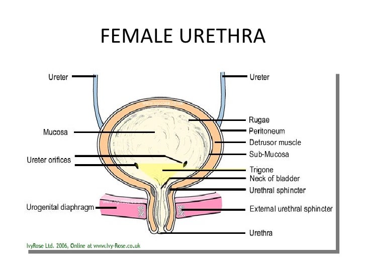 Urinary system