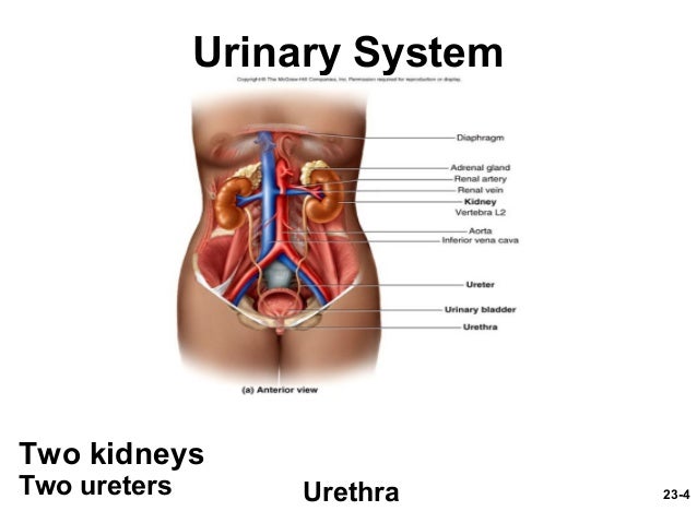 Kidney Failure Liver Failure