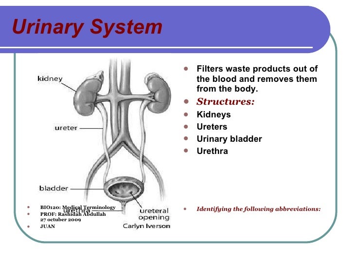wikipedia system fluid Male System Urinary  Picture Models