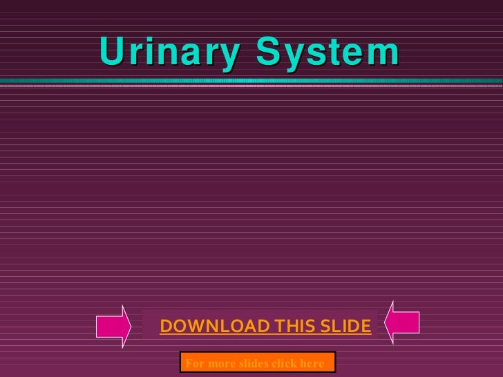 urinary-system-ppt-slide