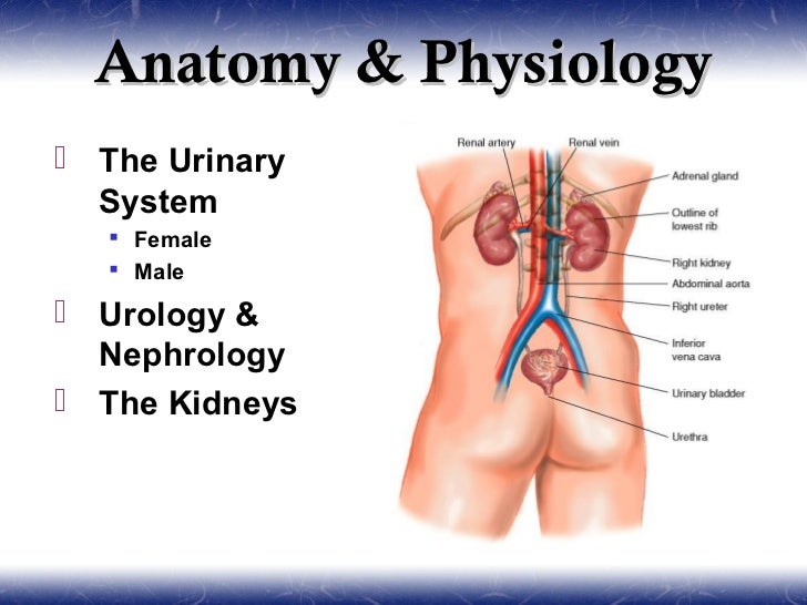 Peritoneal dialysis peritonitis remedy dialysis middle anmoore wv