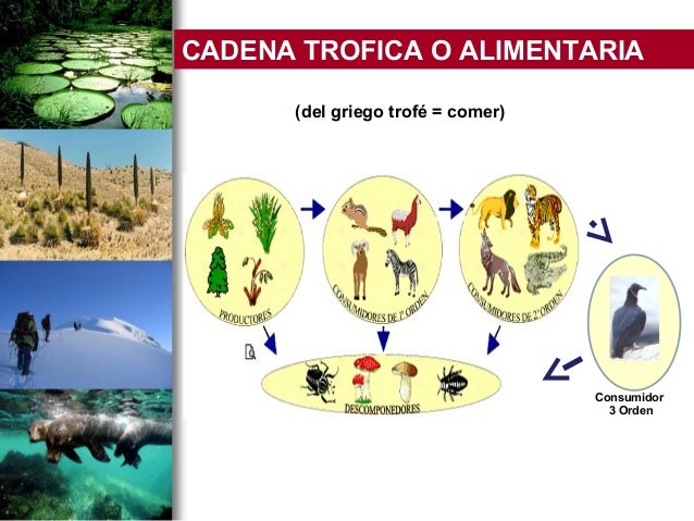 cadena trofica omnivoros uso de las tics ecosistemas cadena trofica ciclo cadena trofica omnivoros uso de las tics ecosistemas cadena trofica ciclo