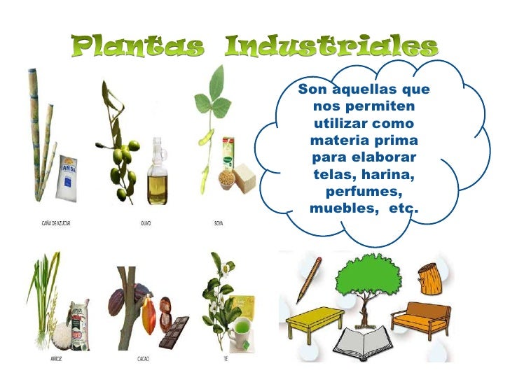 Utilidad de las plantas Utilidad de las plantas