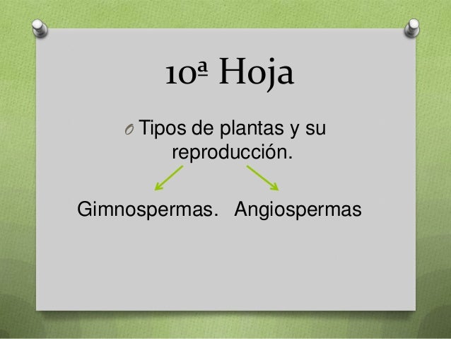 10ª hoja o tipos de plantas y su reproducción gimnospermas 10ª hoja o tipos de plantas y su reproducción gimnospermas