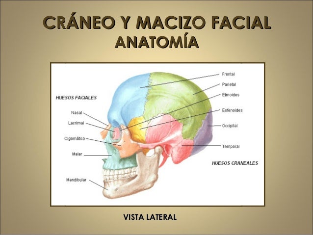 Huesos Del Craneo Y Macizo Facial es.slideshare.net