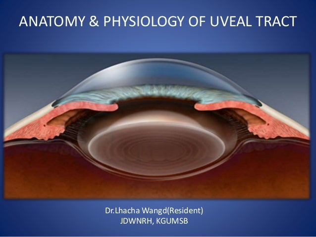 uveal tract