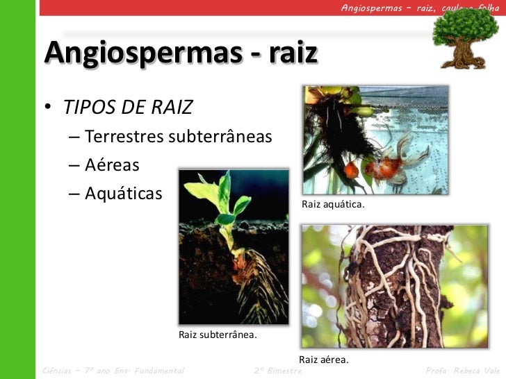 Angiospermas raiz, caule e folha Angiospermas raiz, caule e folha