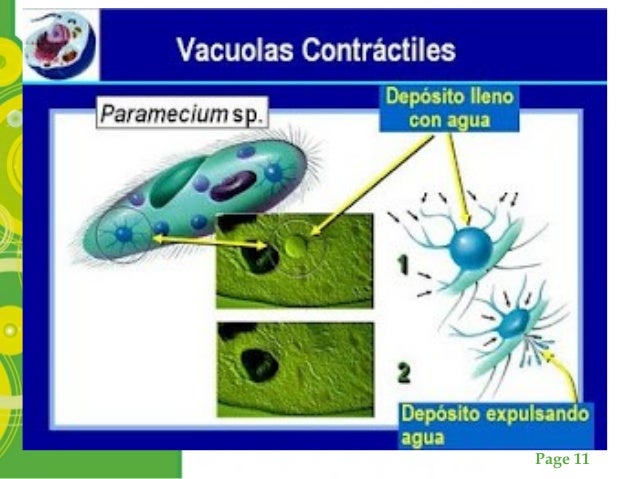Como El Paramecio Controla El Exceso De Agua
