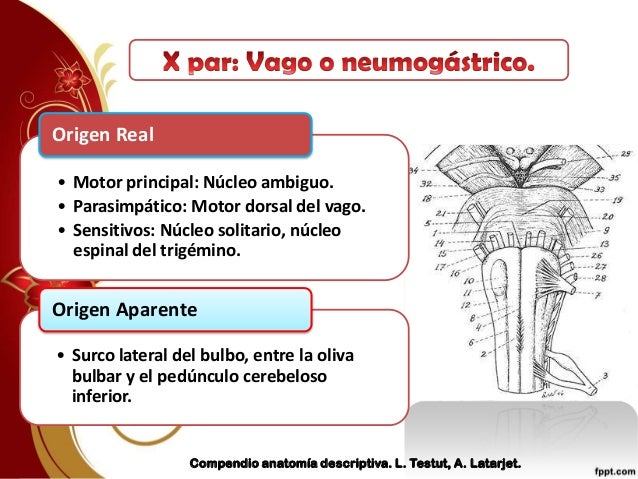 Nervio Vago o Neumogastrico