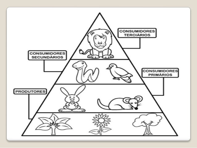 Valéria cadeia alimentar