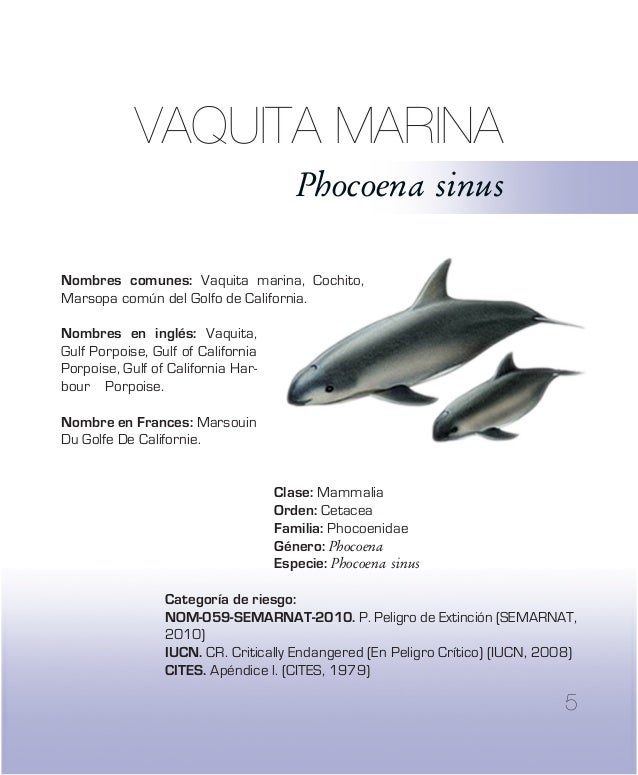 Vaquita marina (Phocoena sinus)