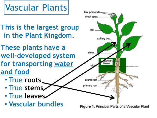 vascular plants