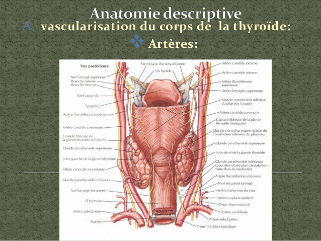 Cervical Triangle