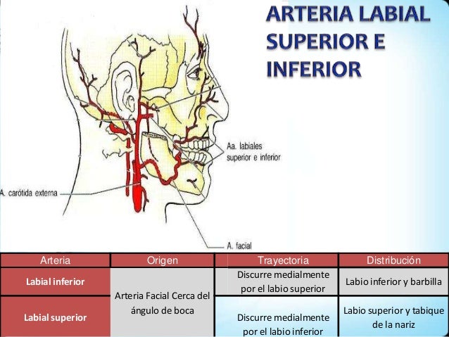 Vascularización de la cara