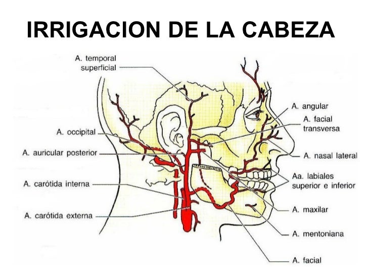 Vascularizacion de la cara