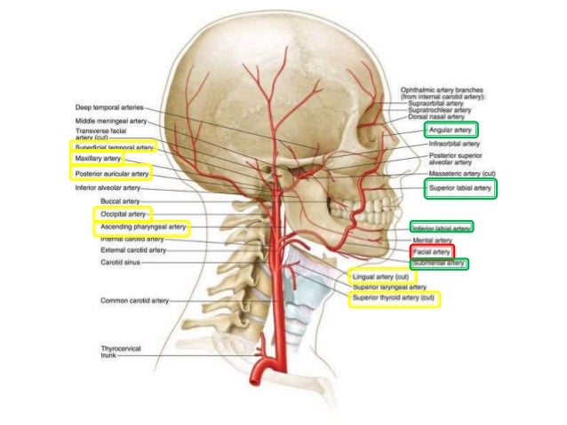 lingual artery