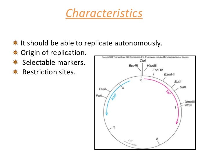 Cloning Vector