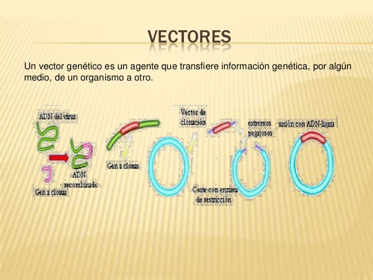 Vectores[1]