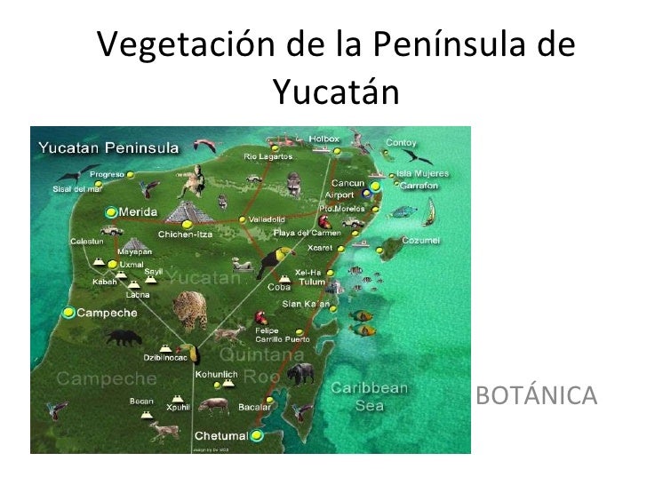 VEGETACION DE LA PENINSULA DE YUCATAN vegetacion de la peninsula de yucatan: