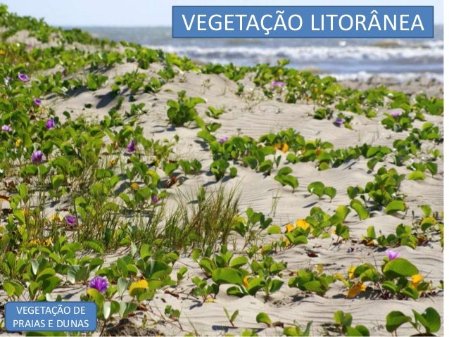 Vegetação do Paraná