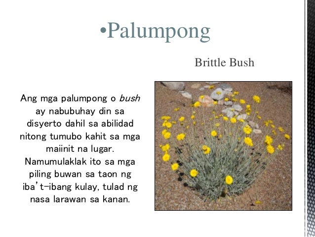 Vegetation Cover ng As...