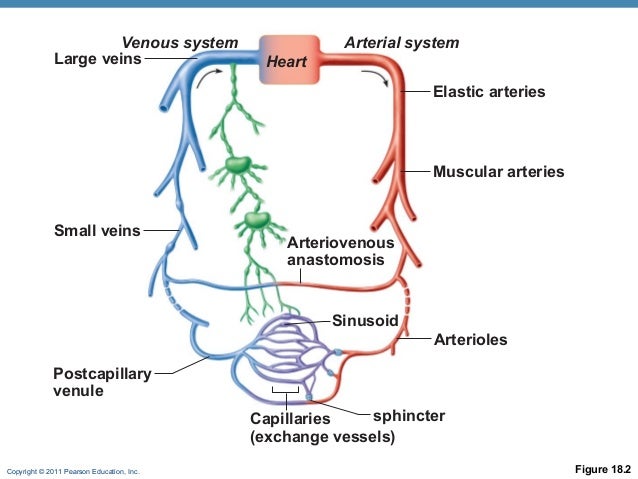 Arteries Diagram Pearson - 4.2 heart.copeland.2010 : Since 1955