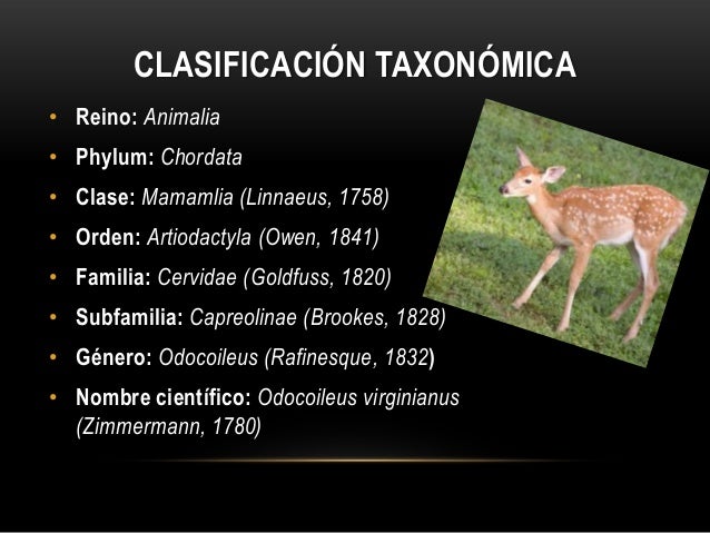 Clasificacion Taxonomica Del Venado Cola Blanca