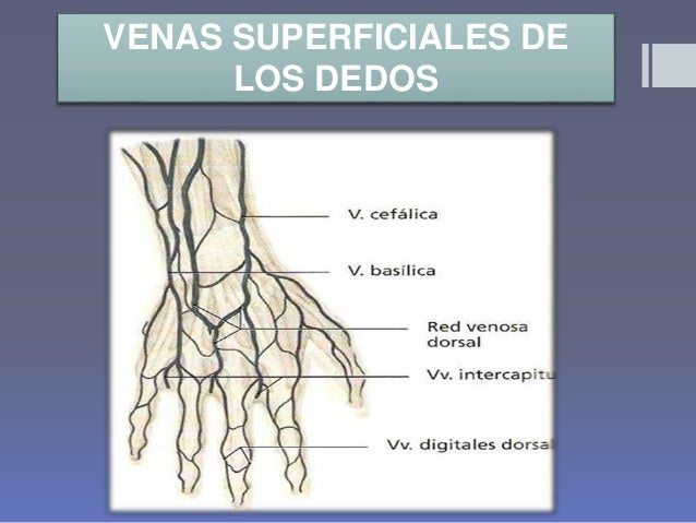 Venas del miembro superior