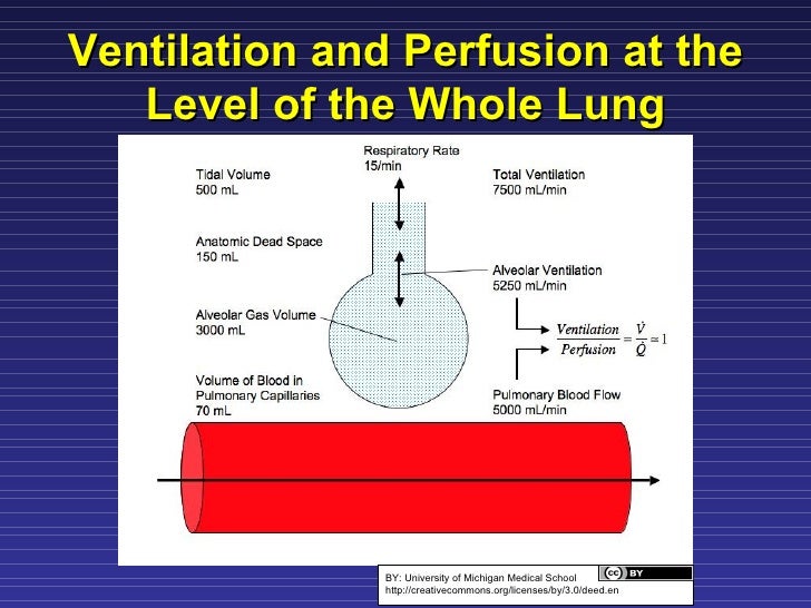 Ventilation Perfusion Matching