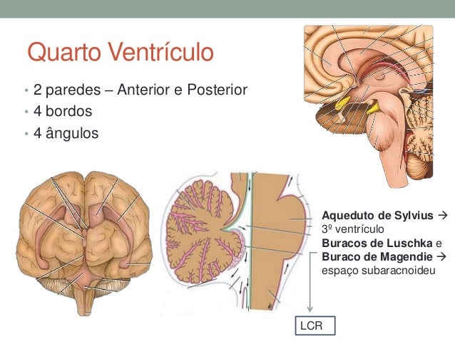 Ventrículos - Neuroanatomia