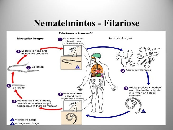 Cite Duas Verminoses Que Envolve Um Ciclo Pulmonar De Contaminação