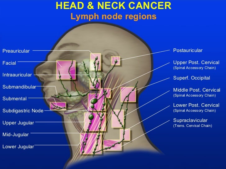 Back Of Neck Anatomy Lymph Lymph Nodes And Hepatic Segmentation