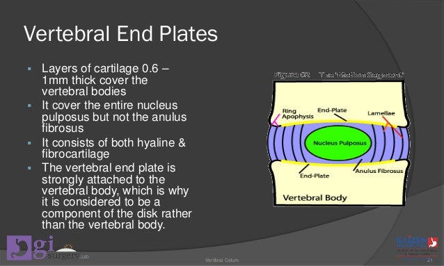 hyaline cartilage