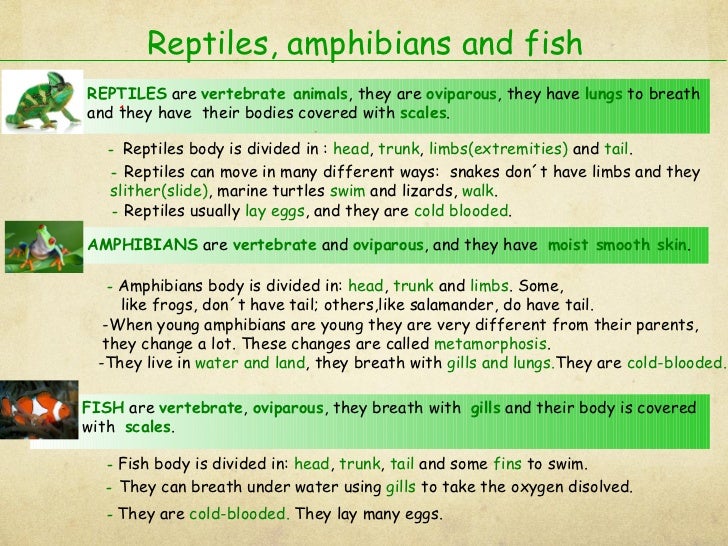 Vertebrates