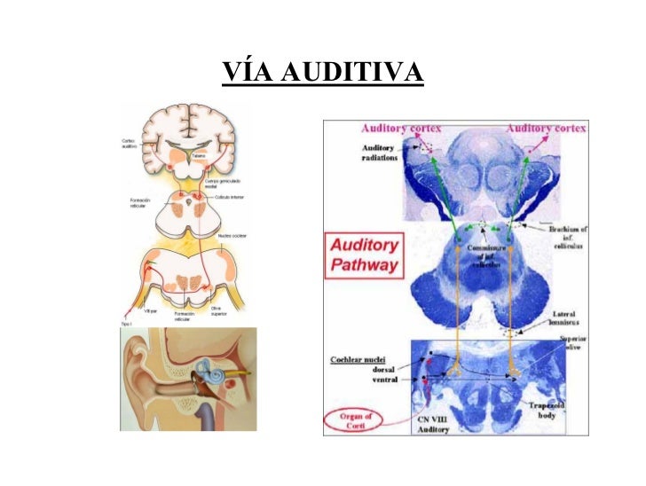 Via Auditiva Aferente Y Eferente Pdf