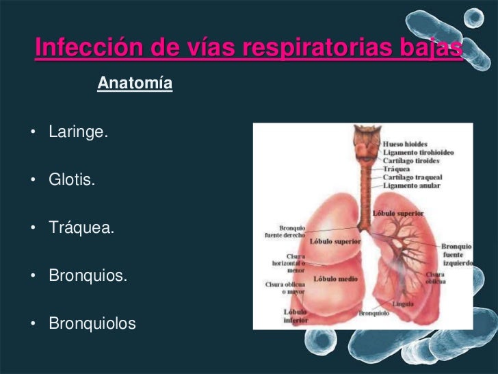 Vias resp bajas Vias resp bajas