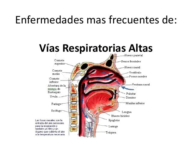 Anatomia De Vias Respiratorias Altas Y Bajas Pdf Printer