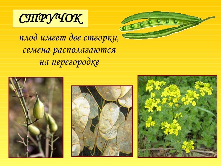 Околоплодником сухих плодов Околоплодником сухих плодов